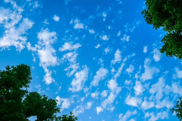 青い空と青みがかった雲をツリーで表示します — ストック写真