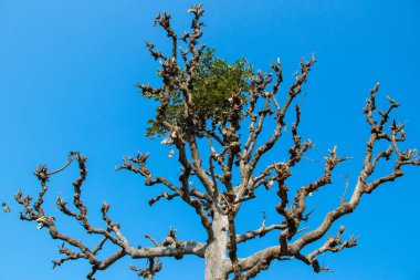 Çam ağacı olmadan kışın yapraklarda mavi gökyüzü