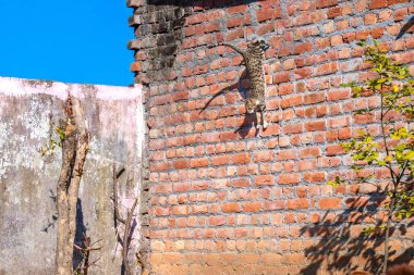 Duvardan atlama içinde gri kedi