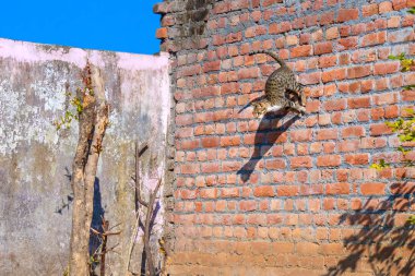 Pozisyon duvardan atlama içinde gri kedi