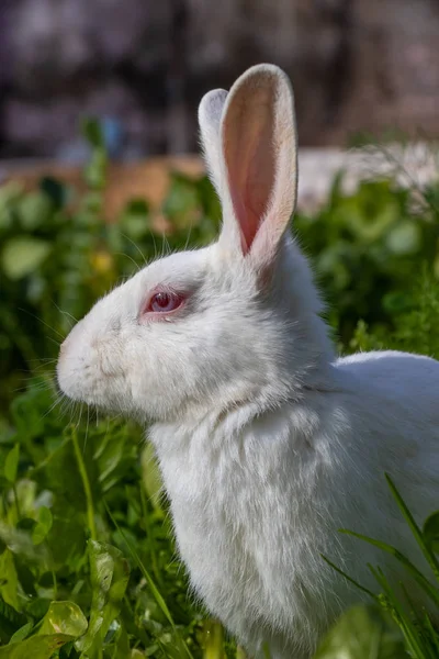 Lapin Lapin Mignon Assis Sur Herbe Verte Dans Jardin Idée — Photo