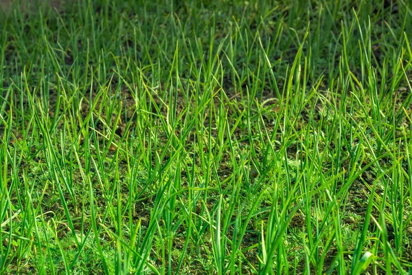 Close-up of growing green onion plantation in the vegetable garden