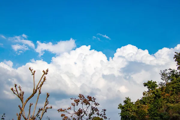 Witte Wolken Blauwe Hemel Zien Door Bomen — Stockfoto