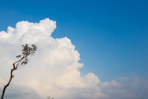 Witte Wolken Blauwe Hemel Zien Door Bomen — Stockfoto