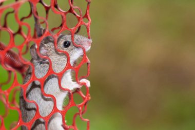 Kafes içinde sıçan, fare kapana kısılmış içinde metal fare kapanı