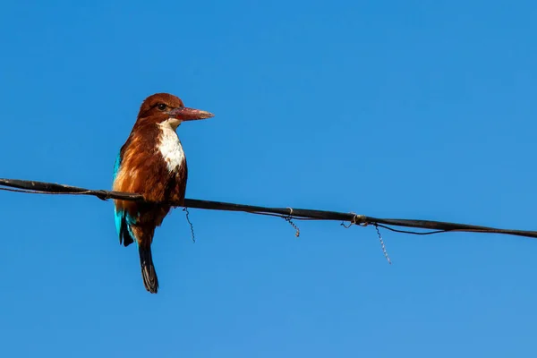 Kingfisher Gorge Blanche Isolé Dessus Ciel Bleu Posé Sur Câble — Photo