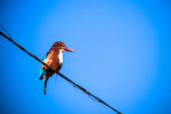 Pássaro Kingfisher Garganta Branca Isolado Sobre Céu Azul Definindo Cabo — Fotografia de Stock