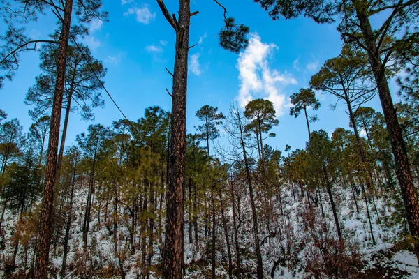 Snow fall in farm field of hills area with trees over white clouds and blue sky, beautiful landscape