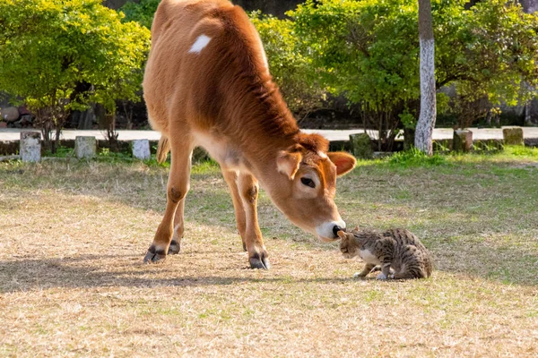 Toprağa oynayan genç inek ve kedi yavru kedi