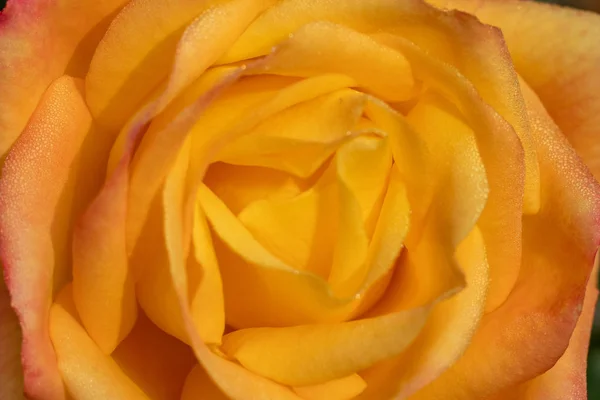 すぐに黄色いバラを分離 花の質感を持つ花を花 — ストック写真