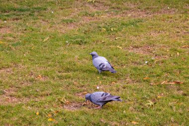Grup yeşil temiz zemin çimenlerin üzerinde yürüyüş yeme güvercin