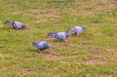 Grup yeşil temiz zemin çimenlerin üzerinde yürüyüş yeme güvercin