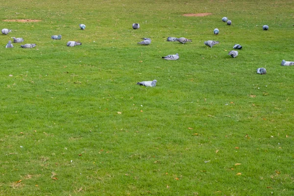 Groupe Pigeons Mangeant Marchant Sur Pelouse Verte Propre — Photo