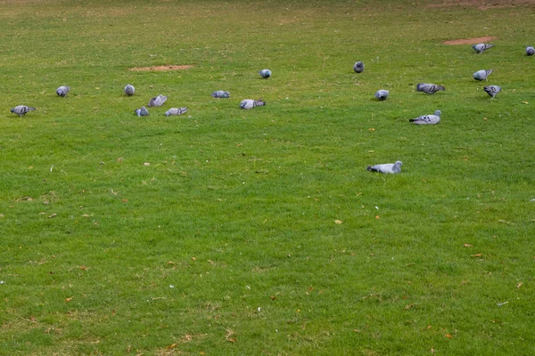 Grupa Gołębi Jedzenie Chodzenie Zielony Ziemia Czystych Lawn — Zdjęcie stockowe