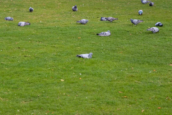 Grupo Palomas Comiendo Caminando Sobre Césped Verde Limpio — Foto de Stock