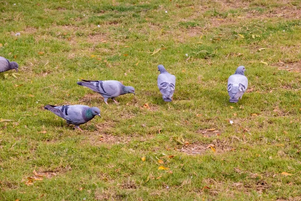 Grup yeşil temiz zemin çimenlerin üzerinde yürüyüş yeme güvercin