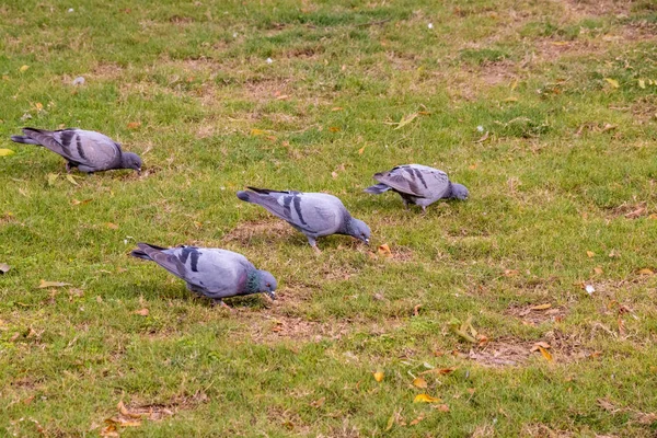 Group Pigeons Eating Walking Green Clean Ground Lawn — Stock Photo, Image