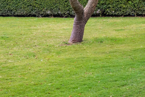 Jardin Vert Foncé Pelouse Jardin Propre Paisible Avec Une Pelouse — Photo