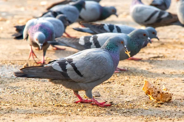 Group Pigeons Eating Bread Palika Bazar Delhi India — Stock Photo, Image