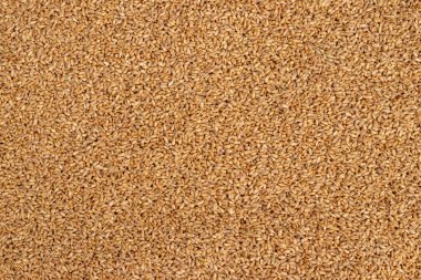 Tam buğday tohumu ve çilek doku veya arka plan kadar yakın