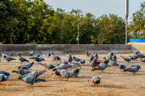 Group Pigeons Eating Bread Palika Bazar Delhi India — Stock Photo, Image