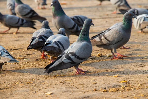 Group Pigeons Eating Bread Palika Bazar Delhi India — Stock Photo, Image