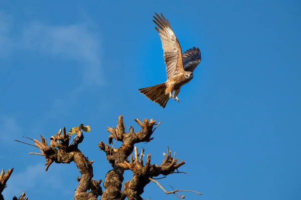 Aigle Indina Volant Sur Fond Ciel Bleu — Photo