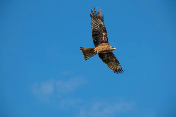 Aigle Indina Volant Sur Fond Ciel Bleu — Photo