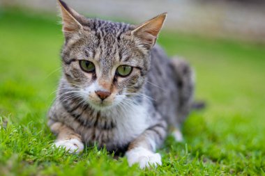 Yoğun kameraya bakarak kedi