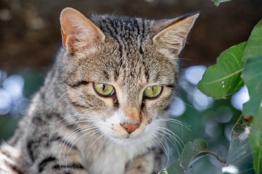 Gri kedi ağaçtan kamera doğru seyir