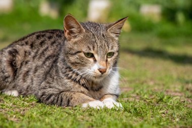 Yoğun kameraya bakarak kedi