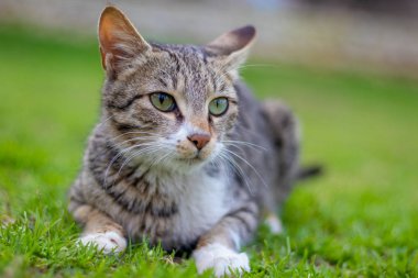 Sürpriz bir kedi konservesi Feels güneş üzerinde closeup portresi