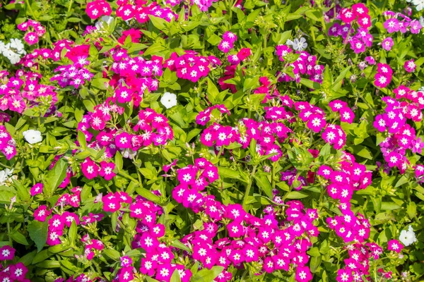 Zahradní Phlox Květy Kvetoucí Grad Jasný Slunečný Den — Stock fotografie