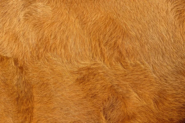 Vaca Animal Piel Color Marrón Dorado Fondo Piel Textura —  Fotos de Stock