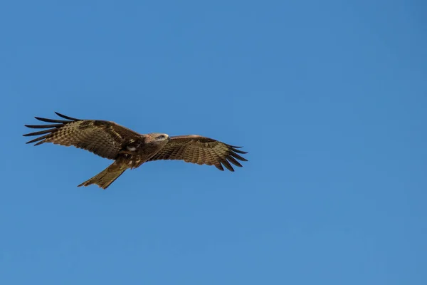 Aigle volant à travers le ciel bleu — Photo