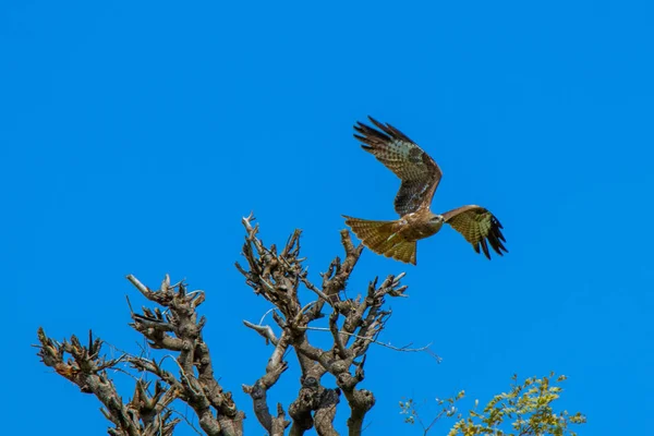 Águia voa de um alto da árvore — Fotografia de Stock