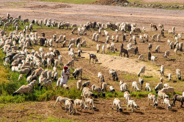 Sheep and lambs on a meadow — Stock Photo, Image