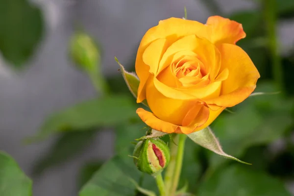 Gelbe Rose blüht im Garten — Stockfoto