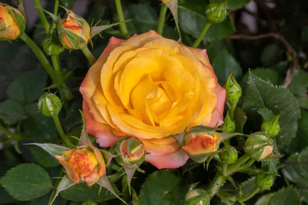 Wunderschöne gelbe Rose mit Rosenknospe, Nahaufnahme — Stockfoto