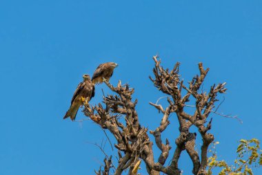 Kartallar ağacın tepesinde oturma 