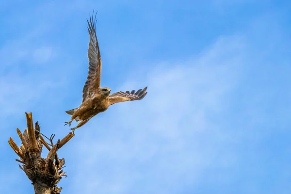 Aigle prend son envol d'un sommet de l'arbre — Photo