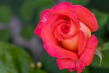 Bulanık yeşil yaprak arka planda pembe gül