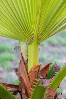 Taze yeni palmiye yaprağı palmiye bitkisi üzerinde büyüyen.