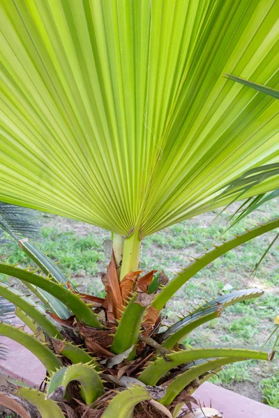 Färskt nytt palmblad växer på Palm Plant. — Stockfoto