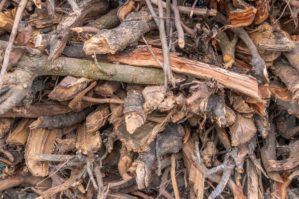 Bois de chauffage d'arbres empilés afetr chop — Photo