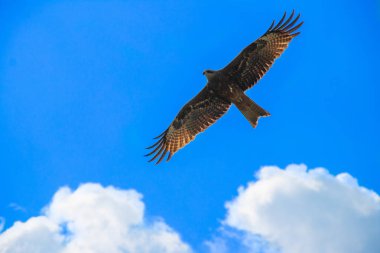Kartal mavi gökyüzü boyunca uçan
