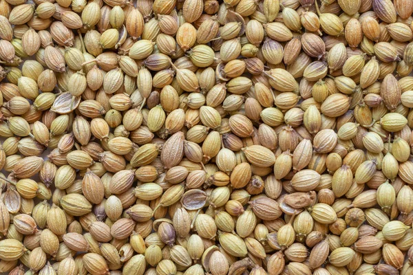 Dhaniya eller coriander hela torra krydda, närbild. — Stockfoto