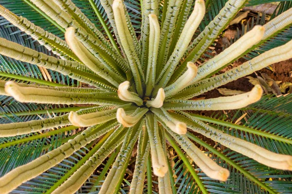 サゴヤシパーム、Cycas 植物ニューリーフ、ゴシックビュー. — ストック写真
