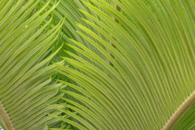 Palmiye ağacı yaprağı dokusu veya arka plan deseni.