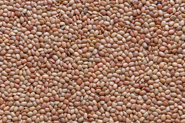 Lentils або цілий Sabut Masoor Dal, крупним планом — стокове фото